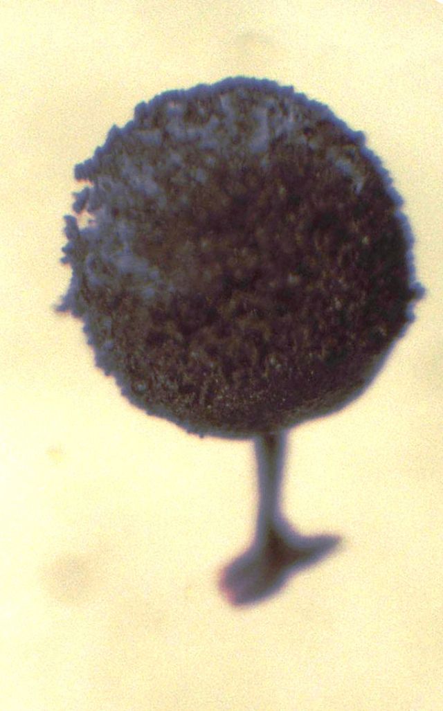 Meriderma cribrarioides